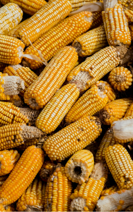 Kukorica